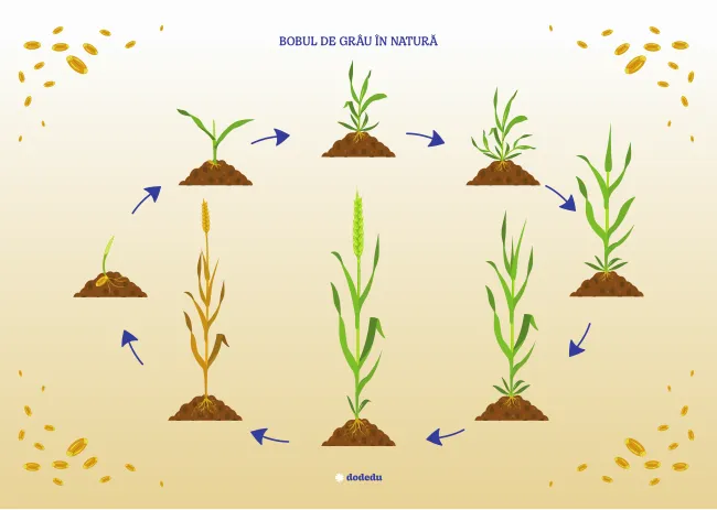 Planșă - Bobul de grâu în natură