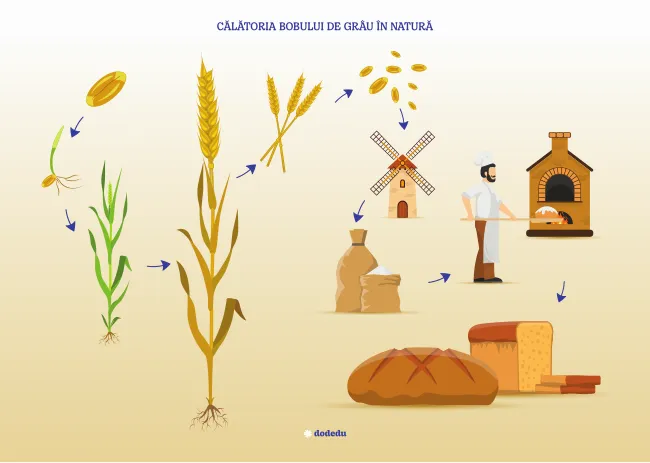 Planșă - Călătoria bobului de grâu în natură