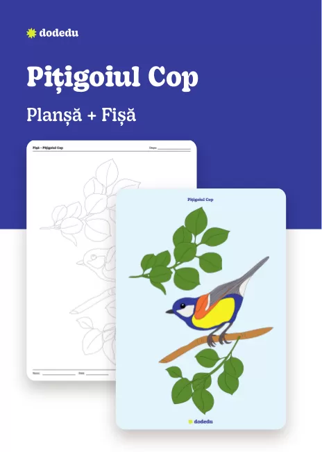 Pițigoiul Cop - Set Planșă+Fișă